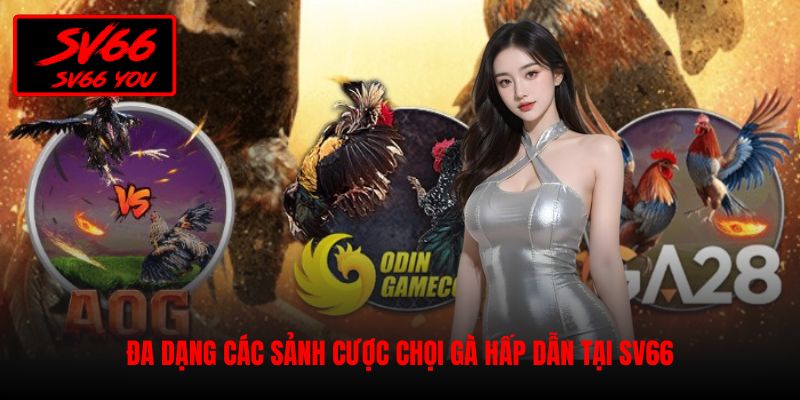 đá gà sv66