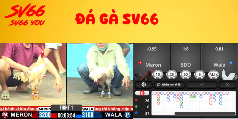 đá gà sv66