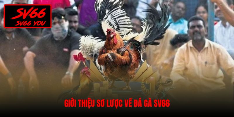 đá gà sv66
