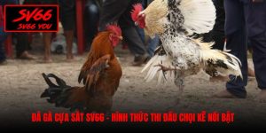 đá gà cựa sắt