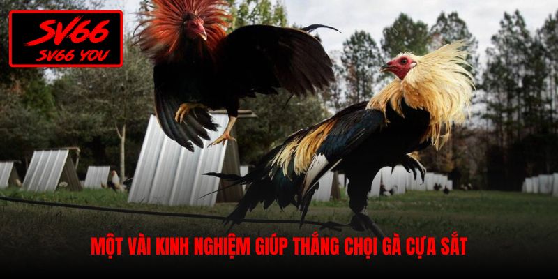 đá gà cựa sắt