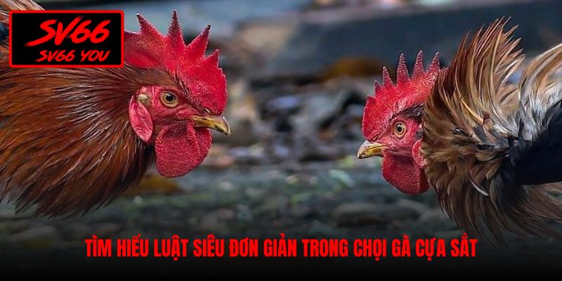 đá gà cựa sắt