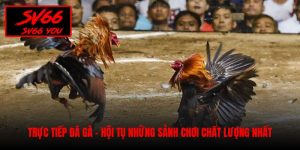 trực tiếp đá gà