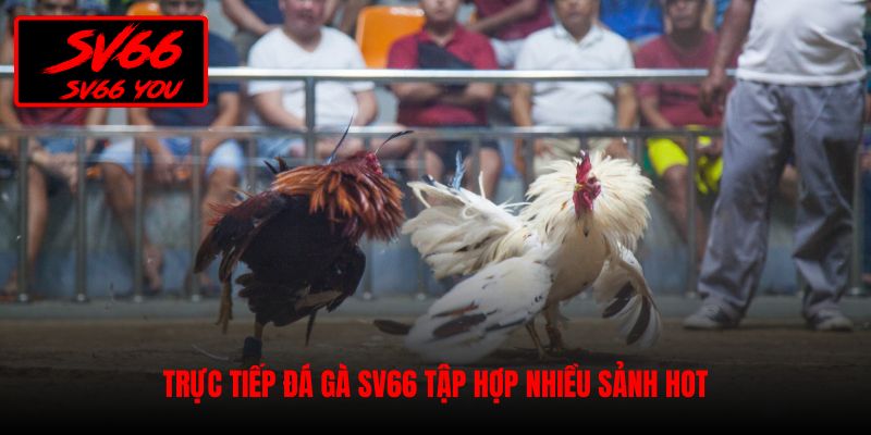 trực tiếp đá gà