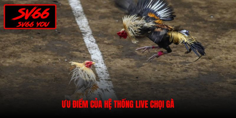 trực tiếp đá gà