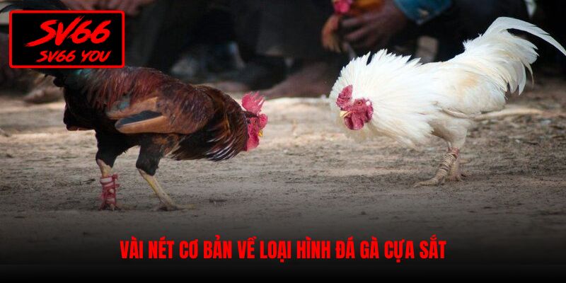 đá gà cựa sắt