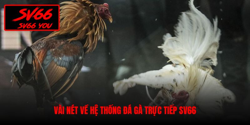 trực tiếp đá gà